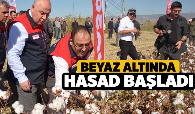 Beyaz Altında Hasad Başladı