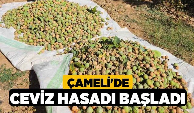 Çameli'de ceviz hasadı başladı