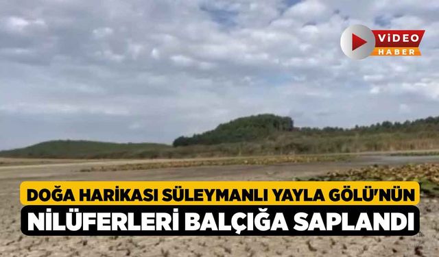 Doğa harikası Süleymanlı Yayla Gölü'nün nilüferleri balçığa saplandı