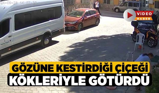 Gözüne kestirdiği çiçeği kökleriyle götürdü