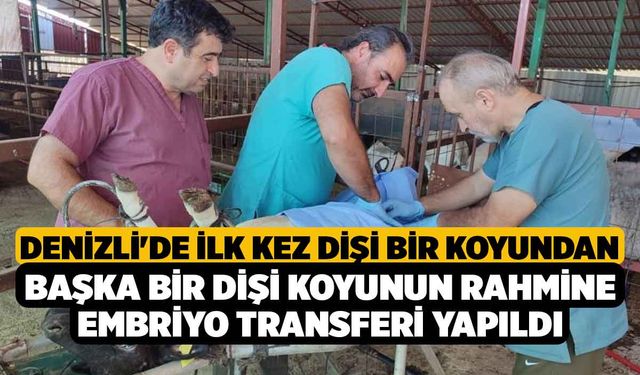 Denizli'de ilk kez dişi bir koyundan başka bir dişi koyunun rahmine embriyo transferi yapıldı