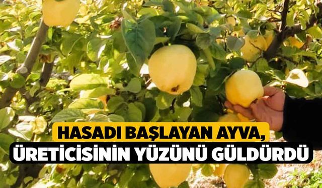 Hasadı başlayan ayva, üreticisinin yüzünü güldürdü