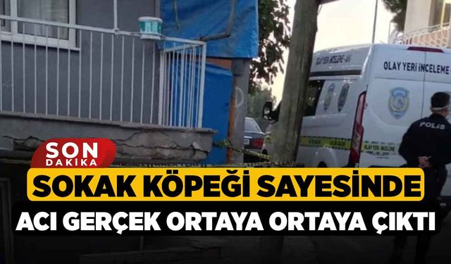 Sokak Köpeği Sayesinde Acı Gerçek Ortaya Ortaya Çıktı