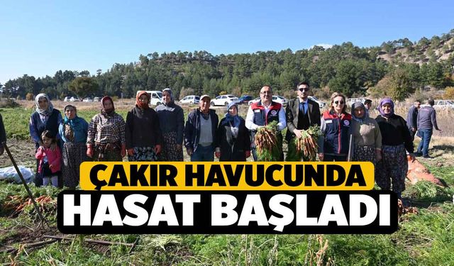 Çakır Havucunda Hasat Başladı