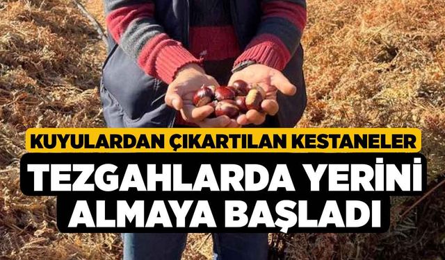 Kuyulardan çıkartılan kestaneler tezgahlarda yerini almaya başladı