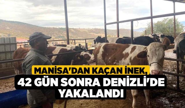 Manisa'dan Kaçan İnek, 42 Gün Sonra Denizli'de Yakalandı