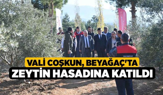 Vali Coşkun, Beyağaç'ta zeytin hasadına katıldı