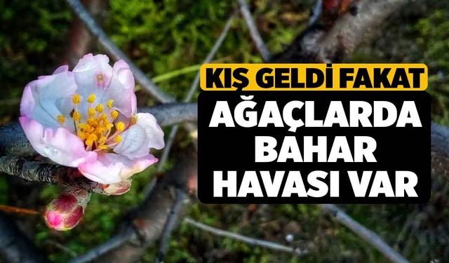 Denizli'de Kış Günü Ağaçlar Çiçek Açtı Şaşırttı