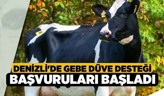 Denizli'de Gebe düve desteği başvuruları başladı!