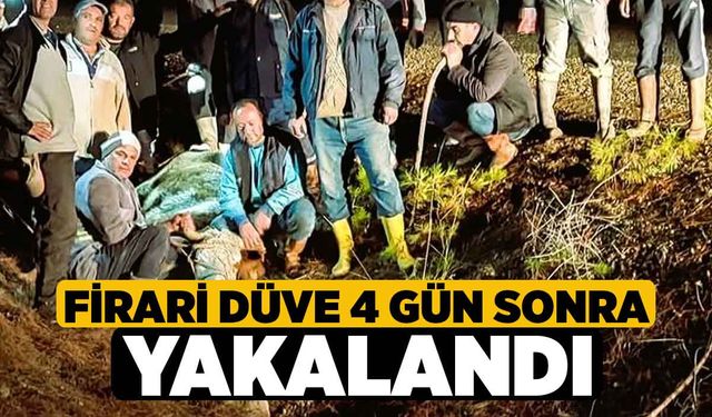 Firari düve 4 gün sonra yakalandı