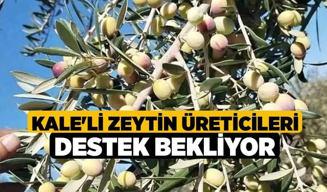 Kale'li Zeytin Üreticileri Destek Bekliyor