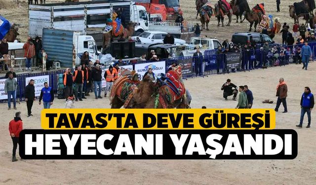 Tavas'ta Deve Güreşi Heyecanı Yaşandı