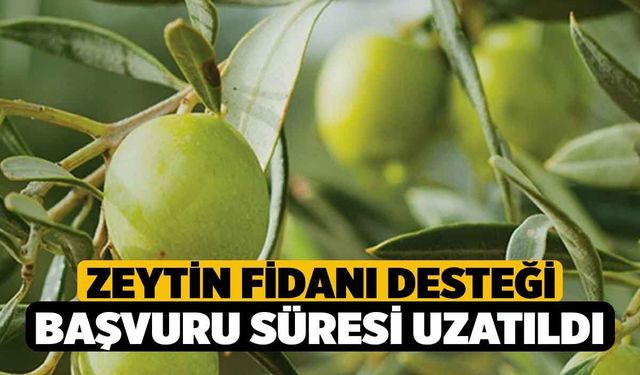 Zeytin Fidanı Desteği Başvuru Süresi Uzatıldı