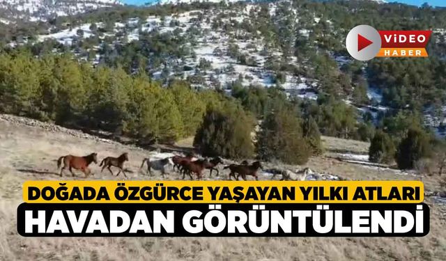 Doğada özgürce yaşayan yılkı atları havadan görüntülendi