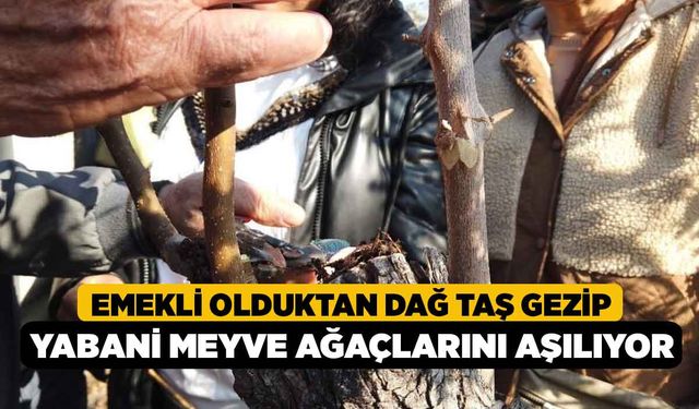 Emekli olduktan dağ taş gezip yabani meyve ağaçlarını aşılıyor