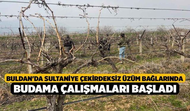 Buldan'da Sultaniye çekirdeksiz üzüm bağlarında budama çalışmaları başladı