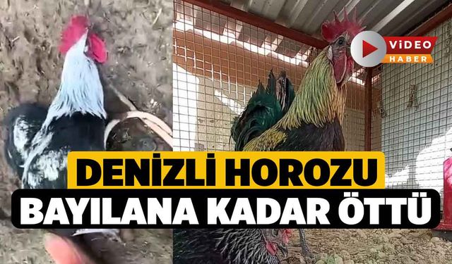 Denizli horozu bayılana kadar öttü