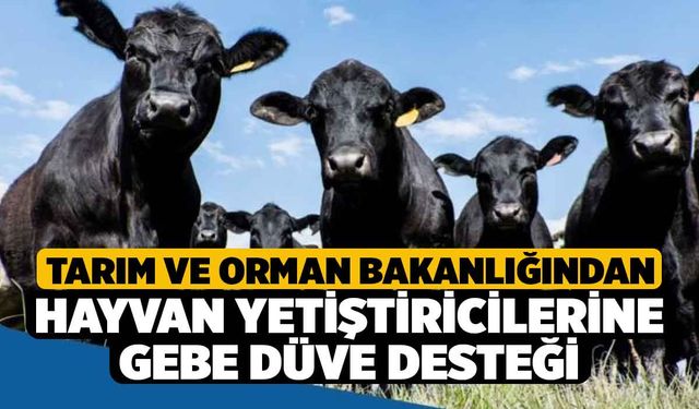 Tarım ve Orman Bakanlığından hayvan yetiştiricilerine gebe düve desteği