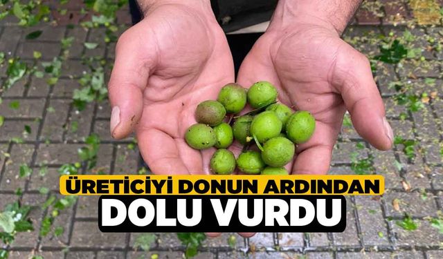 Denizlili Üreticiyi donun ardından dolu vurdu