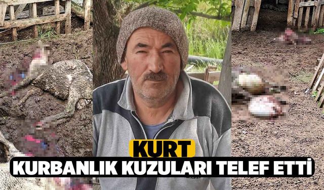 Kurt, Kurbanlık Kuzuları Telef Etti