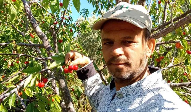 Napolyon Kirazı Fiyatlarıyla Rekor Kırdı: Üreticinin Yüzü Güldü