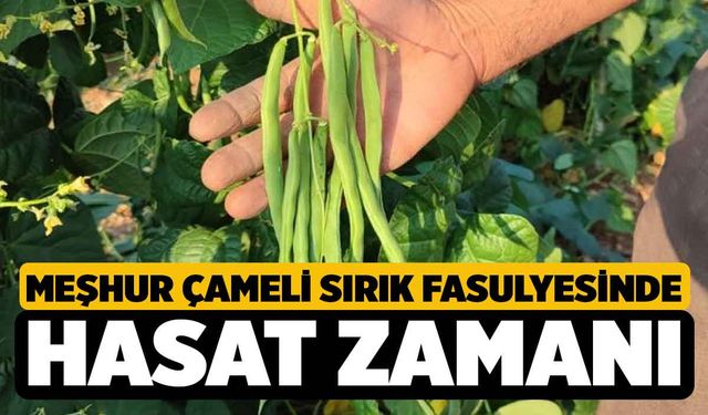 Meşhur Çameli sırık fasulyesinde hasat zamanı