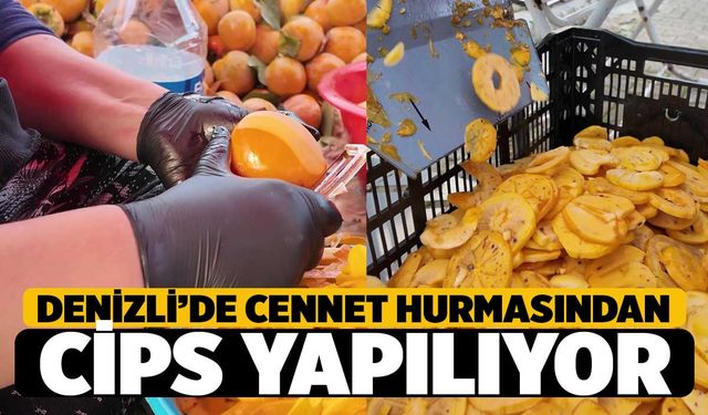 Cennet Hurmasından Cips Yapılmaya Başlandı