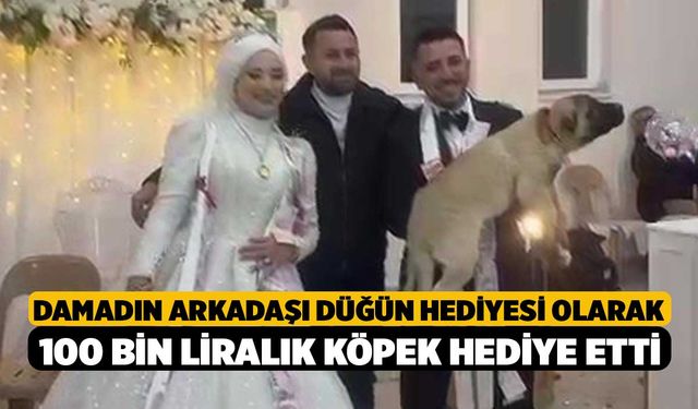 Damadın arkadaşı düğün hediyesi olarak 100 bin liralık köpek hediye etti