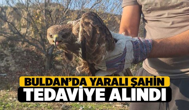Buldan'da Yaralı Şahin Tedavi Altına Alındı
