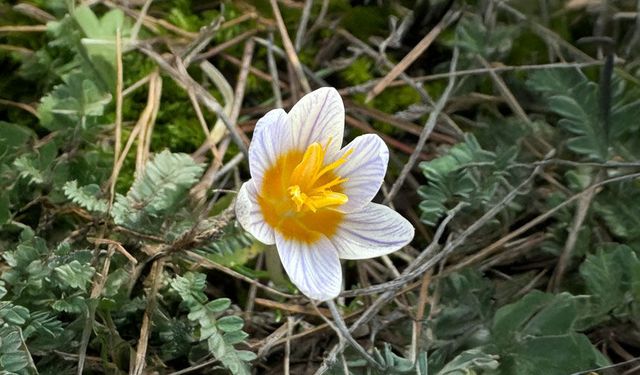 Çameli’de Doğa Uyandı, Endemik Güzellikler Yüzünü Gösterdi!