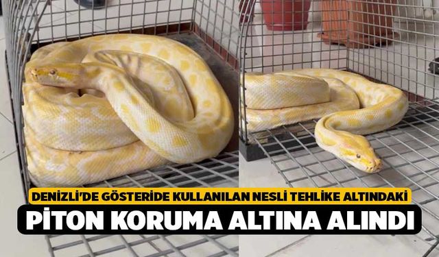 Denizli'de gösteride kullanılan nesli tehlike altındaki piton koruma altına alındı