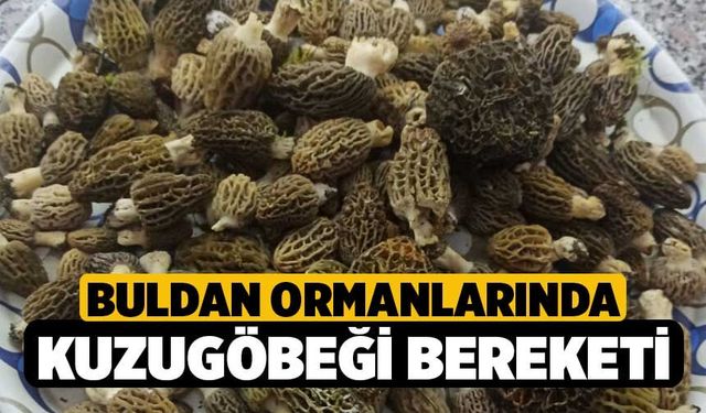Buldan Ormanlarında Kuzugöbeği Bereketi