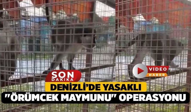 Denizli’de Yasaklı "Örümcek Maymunu" Operasyonu