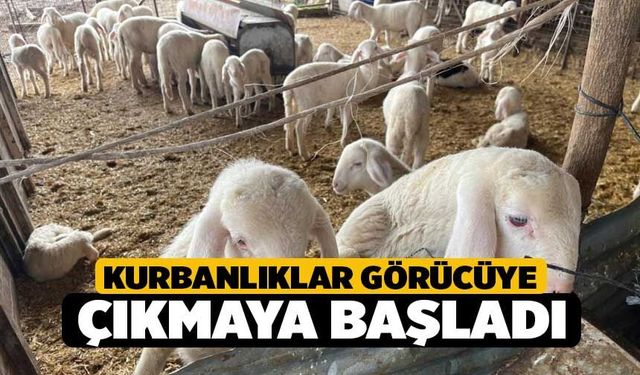 Kurbanlıklar Görücüye Çıkmaya Başladı