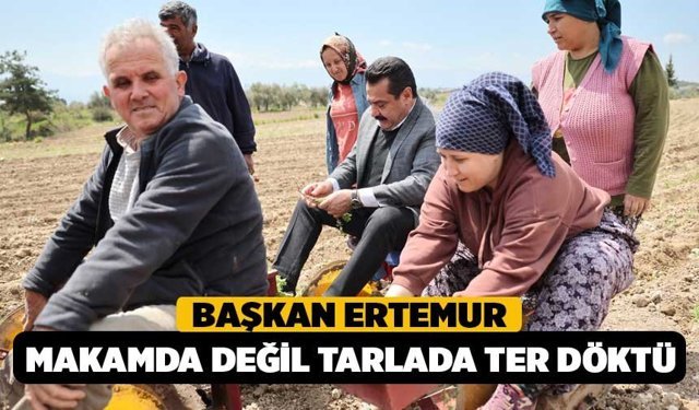 Başkan Ertemur, Makamda Değil Tarlada Ter Döktü