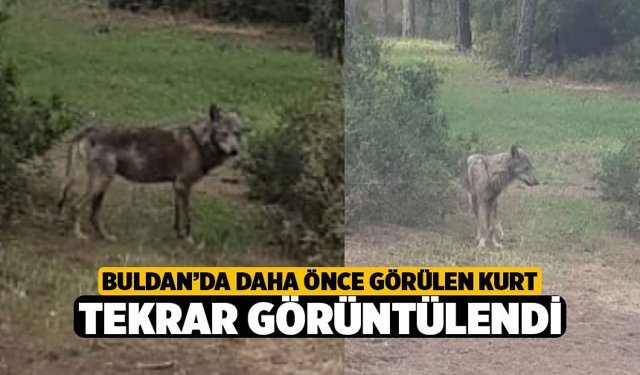 Buldan’da Kurt Tekrar Görüldü