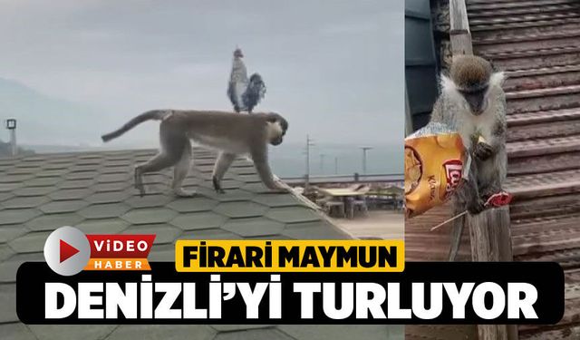Firari Maymun Bu Sefer de Seyir Tepesinde Görüldü