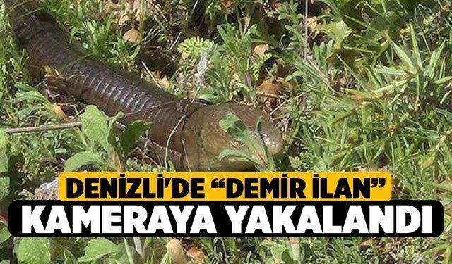Denizli'de “Demir İlan” kameraya yakalandı