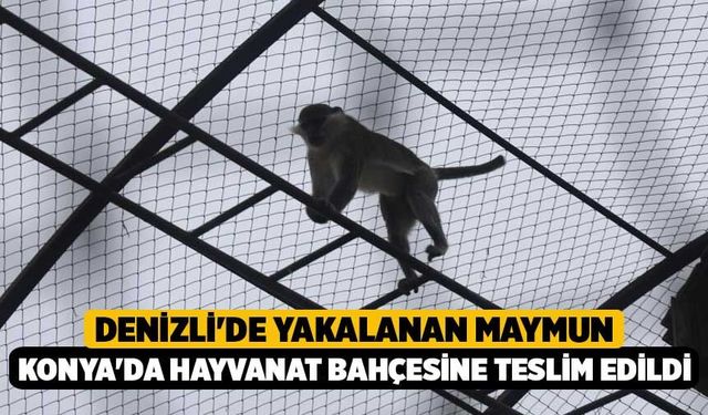 Denizli'de yakalanan maymun Konya'da hayvanat bahçesine teslim edildi