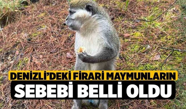 Denizli’deki Firari Maymunların Sebebi Belli Oldu