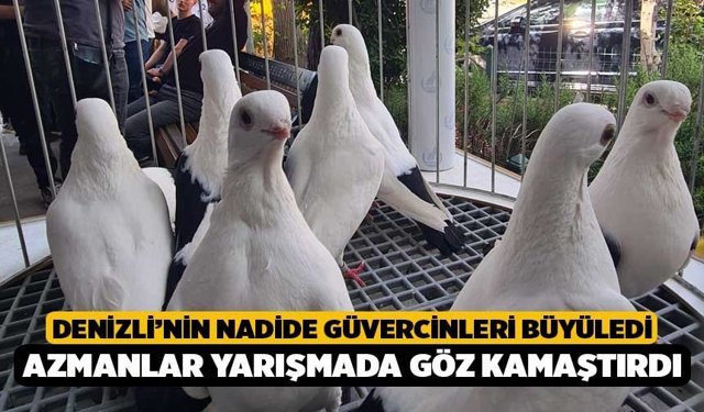 Denizli’nin nadide güvercinleri büyüledi: Azmanlar yarışmada göz kamaştırdı