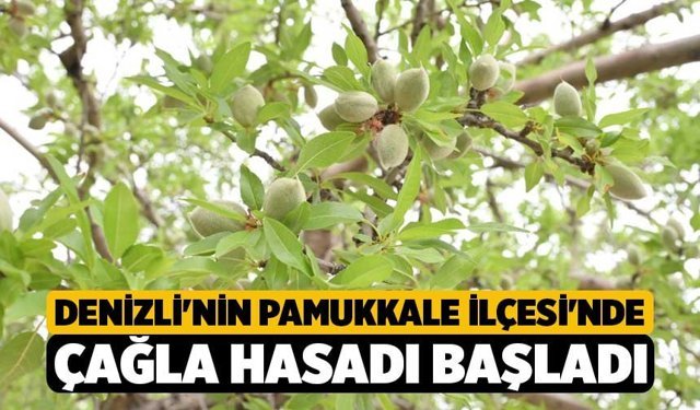 Denizli'nin Pamukkale İlçesi'nde Çağla Hasadı Başladı