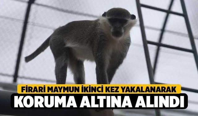 Firari maymun ikinci kez yakalanarak koruma altına alındı