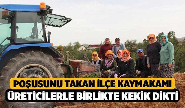 Poşusunu Takan İlçe Kaymakamı Üreticilerle Birlikte Kekik Dikti