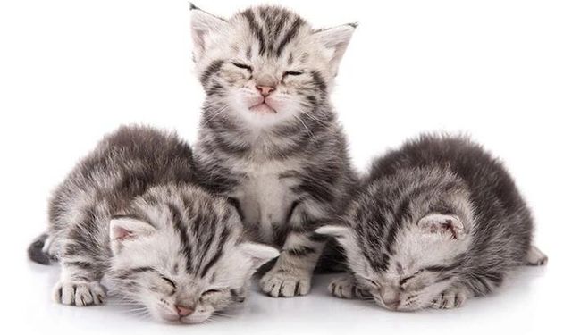 Yavru Kedi Sahiplenme: Bilmeniz Gereken Her Şey