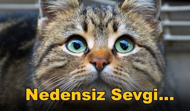 Yavru Kedi Sahiplenmeden Önce Dikkat Edilmesi Gerekenler