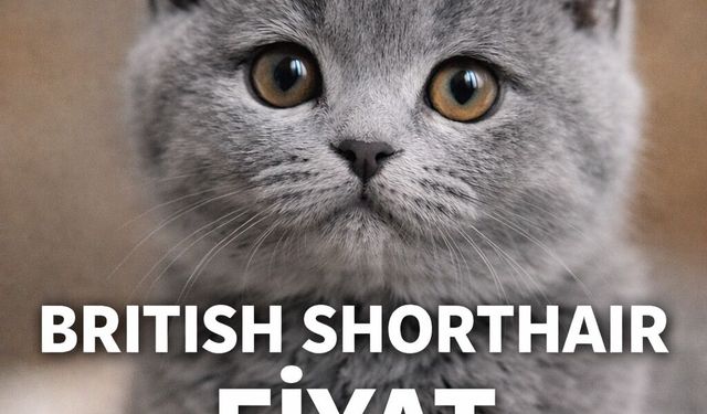 British Shorthair Fiyat 2026: Güncel Liste, Yavru Kedi Fiyatları ve Detaylı Rehber