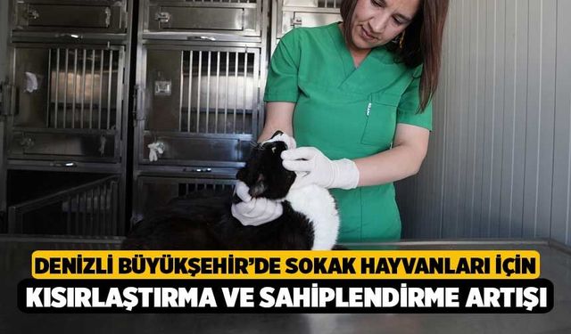 Denizli Büyükşehir’de Sokak Hayvanları İçin Kısırlaştırma ve Sahiplendirme Artışı