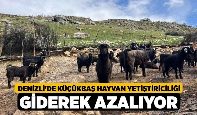 Denizli'de Küçükbaş Hayvan Yetiştiriciliği Giderek Azalıyor