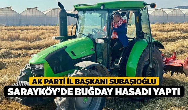 AK Parti İl Başkanı Subaşıoğlu, Sarayköy’de buğday hasadı yaptı